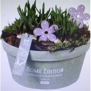 6298 Musc Home Edition Green