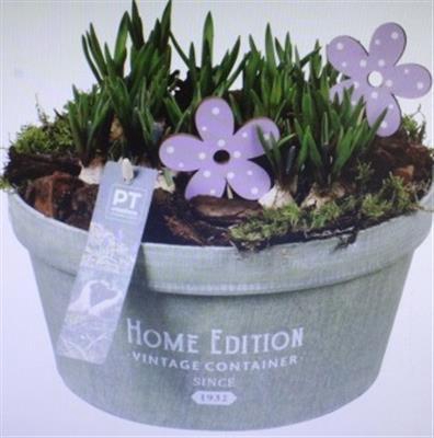 <h4>6298 Musc Home Edition Green</h4>