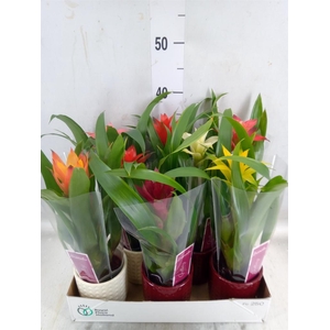 Guzmania   ...mix