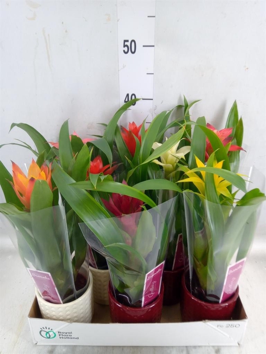 <h4>Guzmania   ...mix</h4>