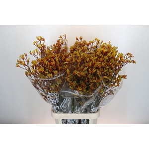 Anigozanthos Gold Fever