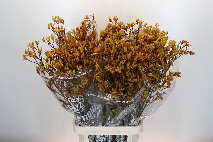 <h4>Kangaroo Paw Gold Fever</h4>