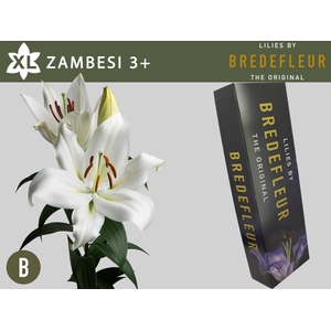 LI OT ZAMBESI 3pit QUALITY BOX