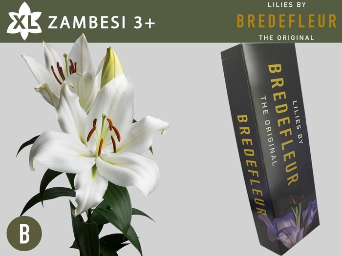 <h4>LI OT ZAMBESI 3pit QUALITY BOX</h4>