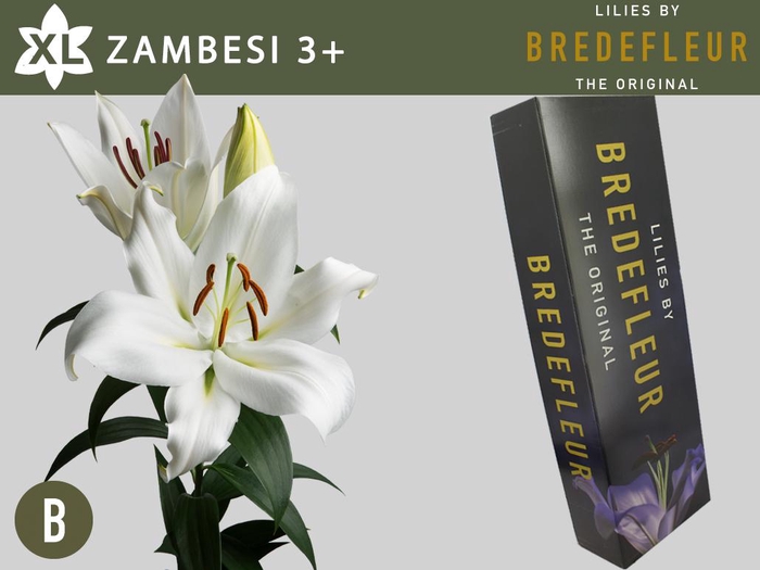 <h4>LI OT ZAMBESI 3pit QUALITY BOX</h4>