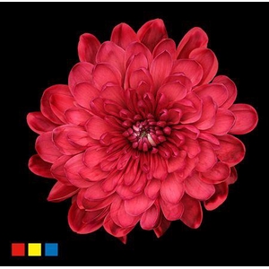 Chr T Altaj Bordeaux