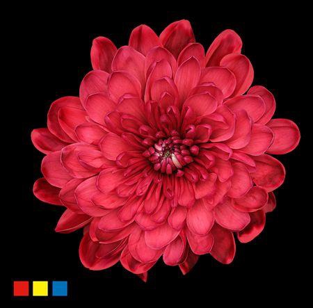 <h4>Chr T Altaj Bordeaux</h4>