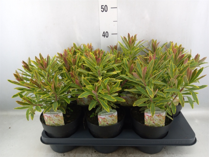 <h4>Euphorbia martinii</h4>