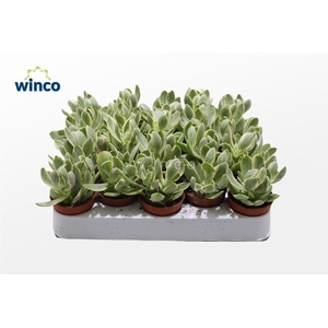 Crassula Rusby Variegata