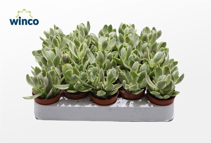 <h4>Crassula Rusby Variegata</h4>