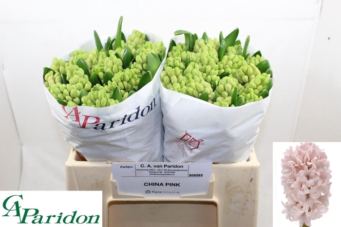 <h4>HYAC CHINA PINK</h4>