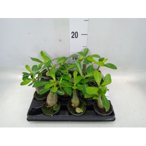 Adenium obesum