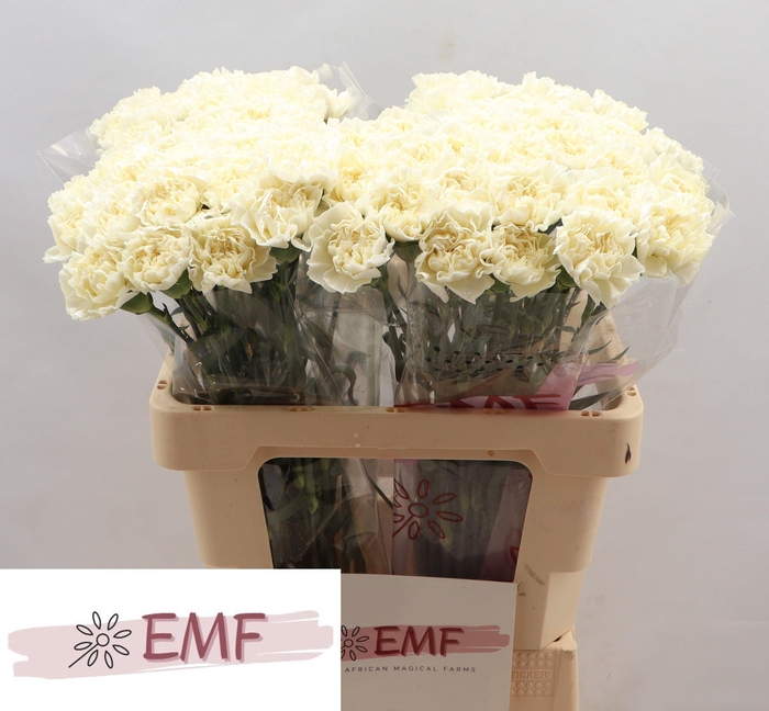 <h4>DI ST WHITE LIBERTY</h4>