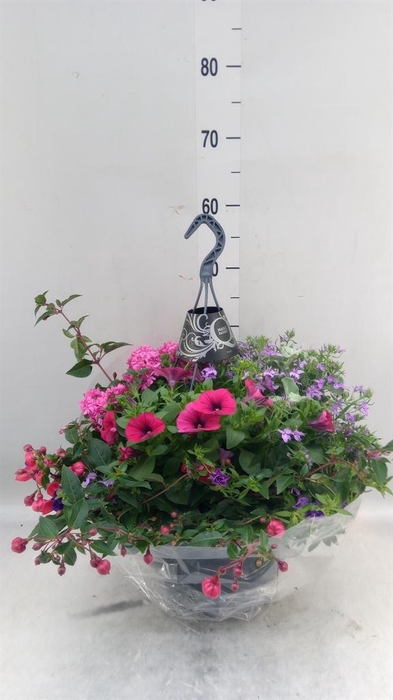 <h4>Hanging plant   ...</h4>