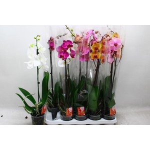 PHAL GEM
