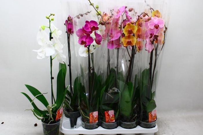 <h4>PHAL GEM</h4>
