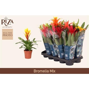 BROMELIA GEM 6 SRT