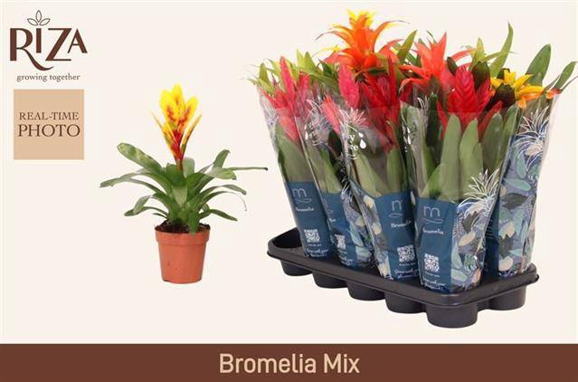 <h4>BROMELIA GEM 6 SRT</h4>