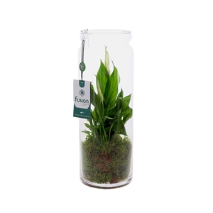 Glazen vaas met Spathiphyllum