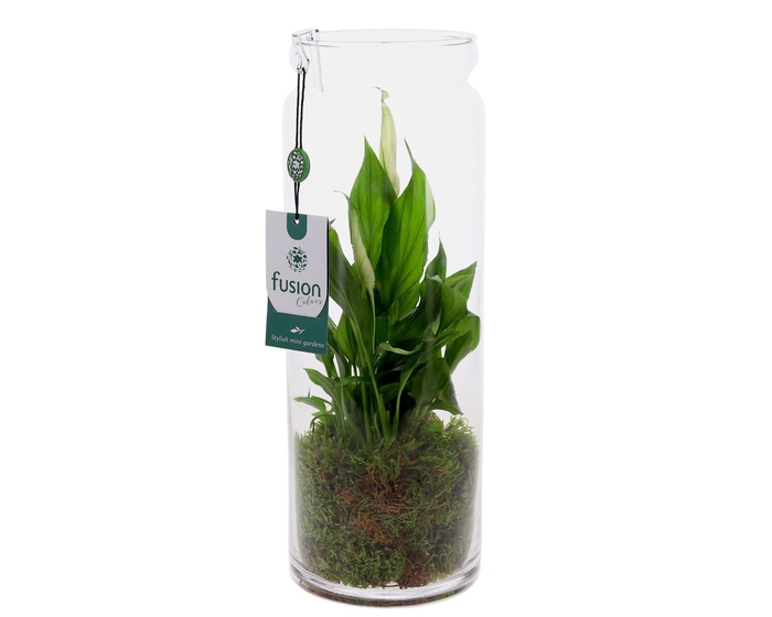 <h4>Glazen vaas met Spathiphyllum</h4>