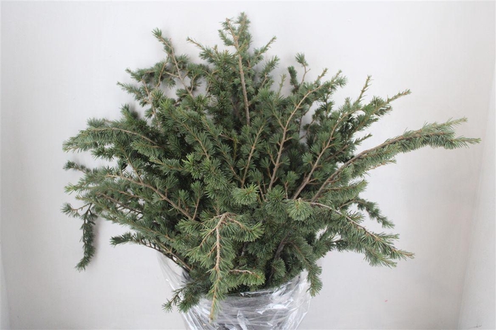 <h4>Ceder P Bunch</h4>