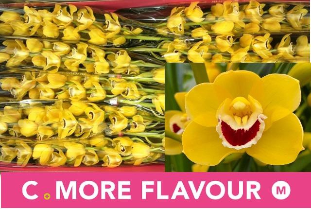 <h4>CYMB MI GOLDEN BOY</h4>