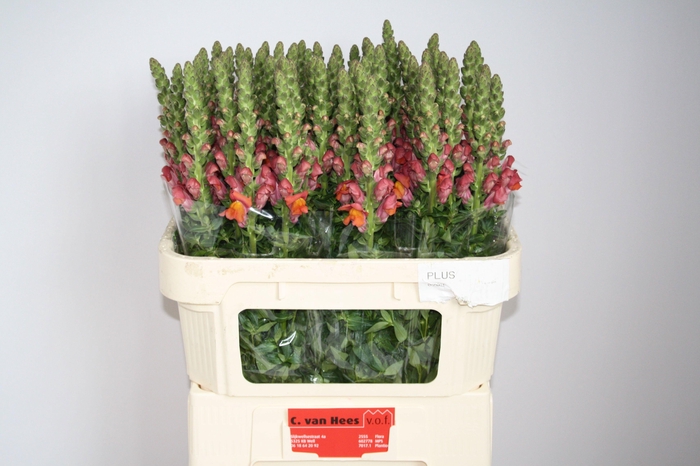 <h4>Antirrhinum Avignon Deep Orange</h4>