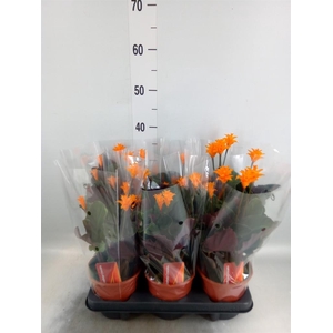Calathea crocata
