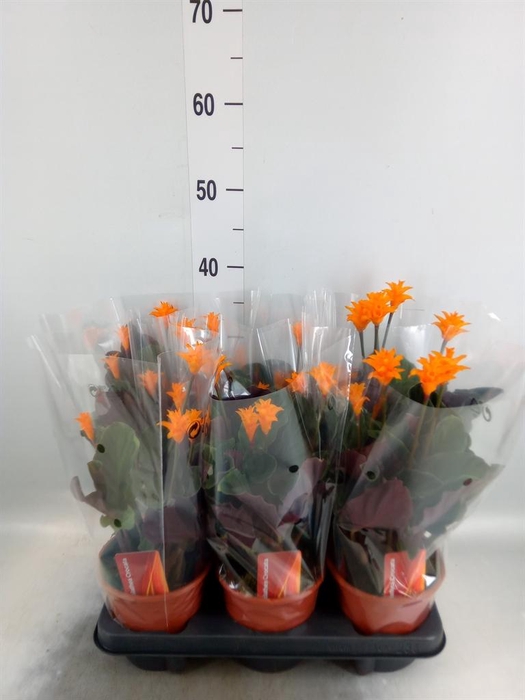<h4>Calathea crocata</h4>
