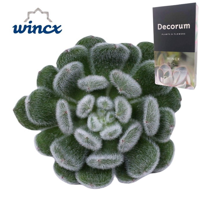 <h4>Echeveria Green Velvet Cutflower</h4>