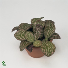 Fittonia verschaf. 'Red Angel'