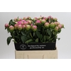 Paeonia Jacorma