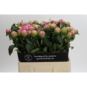 Paeonia Jacorma