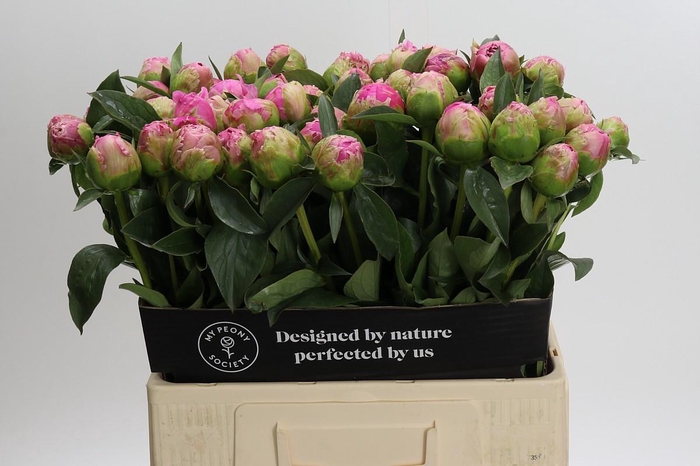 <h4>Paeonia Jacorma</h4>