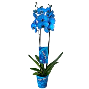 Magic Blue 2 tak