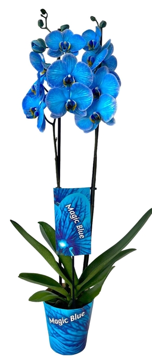 <h4>Magic Blue 2 tak</h4>