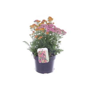 Achillea millefolium Milly Rock Mixmasters Dance