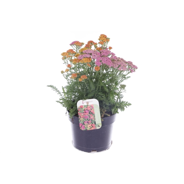Achillea millefolium Milly Rock Mixmasters Dance