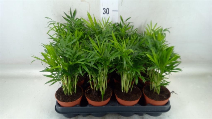 <h4>Chamaedorea elegans</h4>
