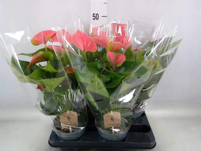 <h4>Anthurium andr. 'Sweet Dream'</h4>