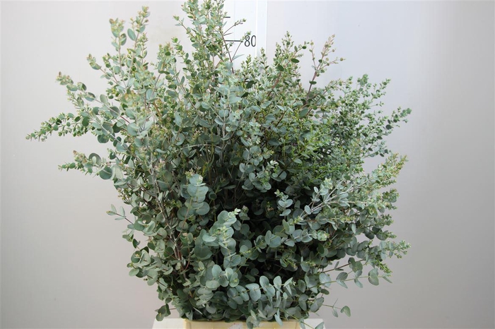 <h4>Euca Gunnii</h4>