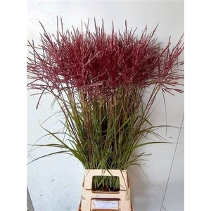 Misc Sinensis 100cm
