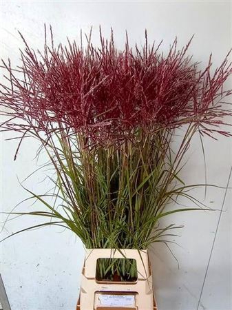 <h4>Misc Sinensis 100cm</h4>