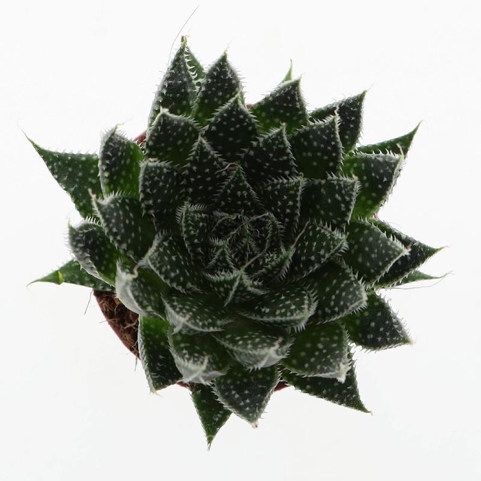 <h4>Aloe Aristata</h4>