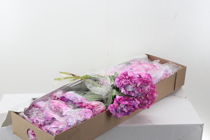 <h4>Hydr Adhara Box</h4>