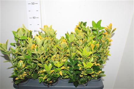 <h4>Euonymus Ja Aureus</h4>