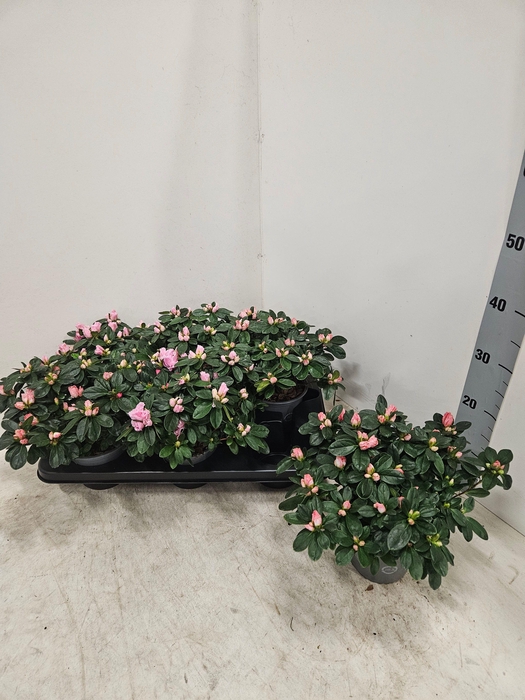 <h4>RHODO SI ROSE VOGEL</h4>