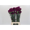 Dianthus St Yukari Violet