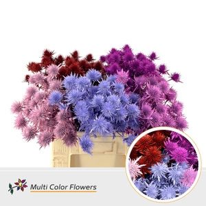 Eryngium Love Mix