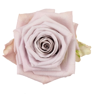 Rosa ec menta
